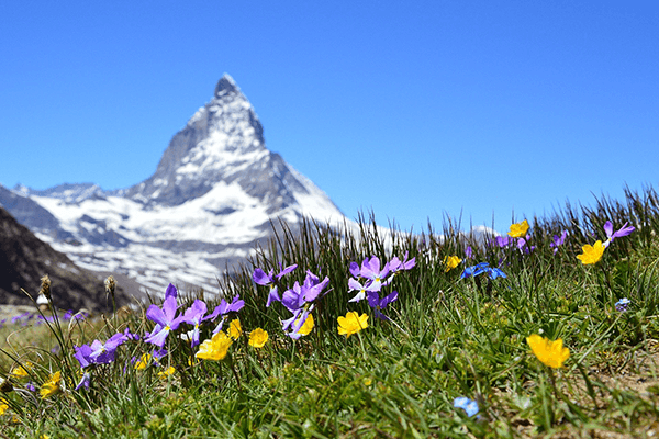 Blüten Matterhorn 600×400